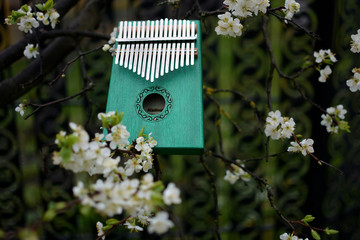 Kalimba, tree blossom, Spring