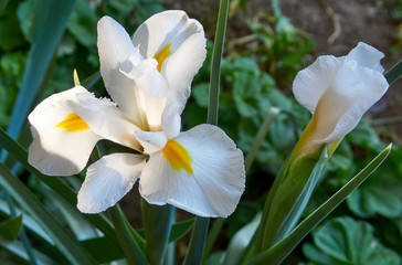 Beautiful white iris flower in the garden