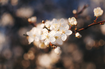 Pąki kwiatów kwitnące na drzewach w parku. Wiosenny spacer wśród piękna przyrody.