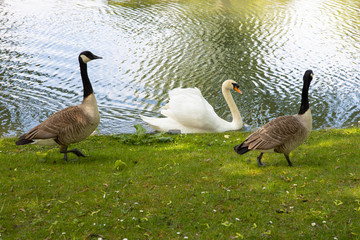 Two geese escorting a swan- odd animal friends