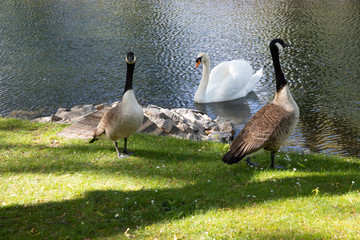 One swan and two geese as odd friends at a river
