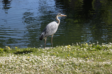 Heron standing next to a river
