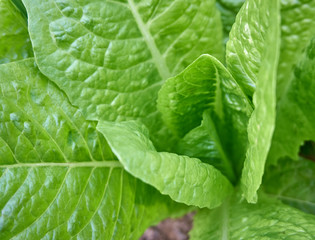 Fresh and organic lettuce in the garden