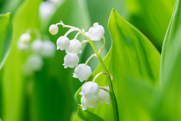 Flower Spring Lily of the valley in a garden