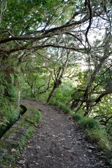 Fototapeta na wymiar Levada Wanderweg auf der Insel Madeira