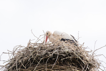 A stork stands in its nest in the spring , white sky in background. copy-space