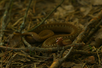 Obraz premium poisonous dangerous snake, viper in the wild, Russia swamp