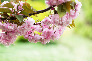 Pink Flowers Sakura decorative tree spring. A bunch of blossoming sakura branch in spring time
