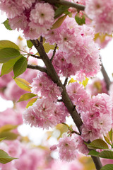 Pink Flowers Sakura decorative tree spring. A bunch of blossoming sakura branch in spring time
