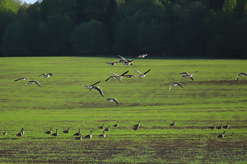 Fototapeta premium geese spring migratory birds in the field, spring landscape background