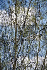 Weeping birch branch in spring with the first small leaves and flower catkins against the sky     
