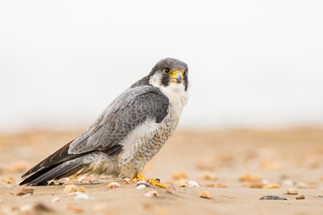 A northern peregrine falcon (Falco peregrinus calidus) sitting in the sand with shells, in a beach of the Natural Park of the Ebro Delta, in Catalonia.