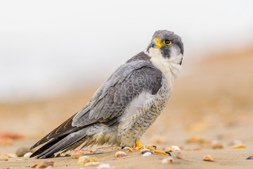 A northern peregrine falcon (Falco peregrinus calidus) sitting in the sand with shells, in a beach of the Natural Park of the Ebro Delta, in Catalonia.
