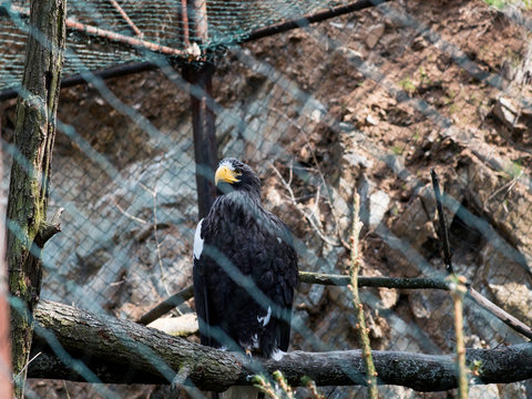 A bald eagle posing on a twig of an Aquila chrysaetos tree is photographed in a bird cage. Chechia, South Moravia, ZOO Brno