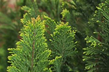 Young branches of Juniperus in the spring. Texture background for design