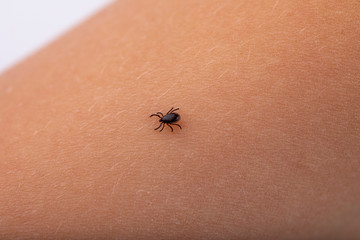 Tick skin