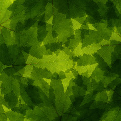 Maple leaf collage background