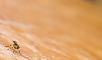 Mosquito isolated on an ocher background Located on the wall of an urban garden