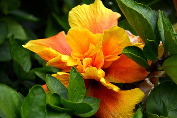 Große gelbe Hibiskusblüte in Botanischem Garten Funchal