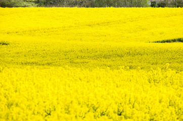 Landschaften, Rapsblüte in Angeln Schleswig-Holstein