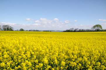 Obraz premium Landschaften, Rapsblüte in Angeln Schleswig-Holstein