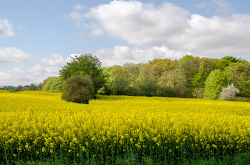 Obraz premium Landschaften, Rapsblüte in Angeln Schleswig-Holstein