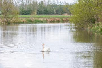 Naklejka na ściany i meble One white mute swan, Cygnus olor, gliding across a lake at dawn. Amazing morning scene, fairy tale, swan lake, swan reflected in the lake