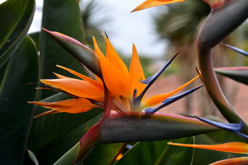 Strelizienbl&uuml;te im Botanischen Garten von Funchal