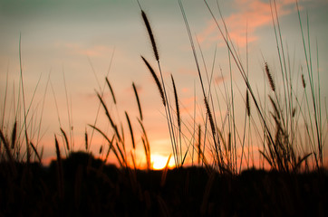 Amazing Sunset with a grass in the field