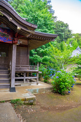 Fototapeta na wymiar 神社に咲くアジサイ