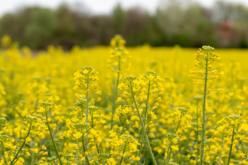 Obraz premium Flowers of oil beet blossomed. Field of rapeseed background. Yel