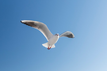 Single seagull flying in a sky as a background.