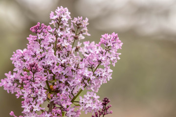 Fototapeta na wymiar Purple lilac flower background. Liliac tree wallpaper