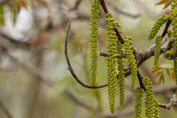 Naklejka premium Walnut tree blossom. Walnut flowers spring background.