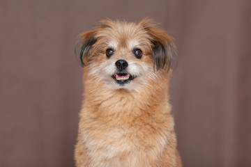 Adorable Mix breed happy dog smile and cheerful on brown color background ready to summer,Happiness dog Concept