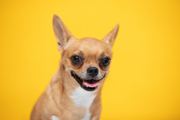 adorable dog Chihuahua breed making happy face and smile on yellow color background,dog smile ready to summer vacations,Chihuahua Purebred Dog Concept