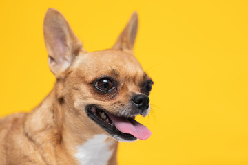 adorable dog Chihuahua breed making happy face and smile on yellow color background,dog smile ready to summer vacations,Chihuahua Purebred Dog Concept
