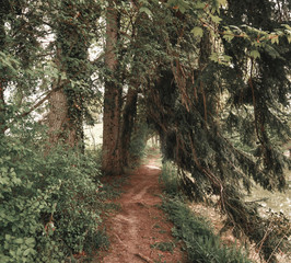 Waldweg mit herunterhängenden Ästen in Richtung Lichtung