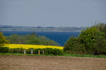 Landschaften, Rapsblüte in Angeln, Schleswig-Holstein/ Ostsee.