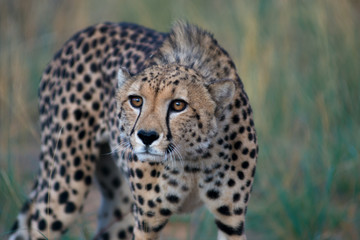 Cheetah Stare