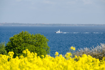 Landschaften, Rapsblüte in Angeln, Schleswig-Holstein/ Ostsee.