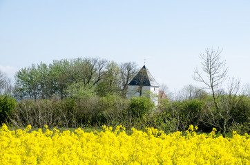 Landschaften, Rapsblüte in Angeln, Schleswig-Holstein/ Ostsee.