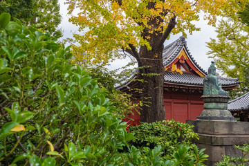 Japan. Park in Tokyo. Park on the territory of a Buddhist temple. Autumn landscape of Tokyo. Colorful trees on the background of a Buddhist temple. Japan retro. Travels in cities of Japan