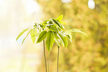 łąka, drzewa, kwiaty, przyroda, owady, słońce, dzień, poranek,  © Rafal