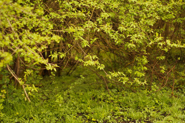 łąka, drzewa, kwiaty, przyroda, owady, słońce, dzień, poranek,  © Rafal