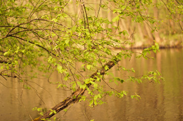 łąka, drzewa, kwiaty, przyroda, owady, słońce, dzień, poranek,  © Rafal