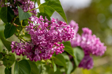 Fototapeta na wymiar A flowering lilac shrub on a sunny spring day
