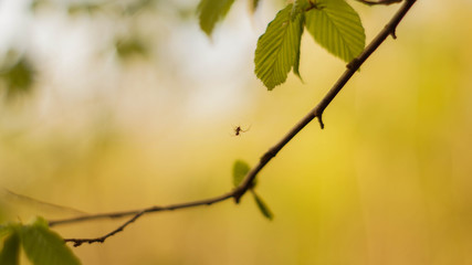 łąka, drzewa, kwiaty, przyroda, owady, słońce, dzień, poranek,  © Rafal