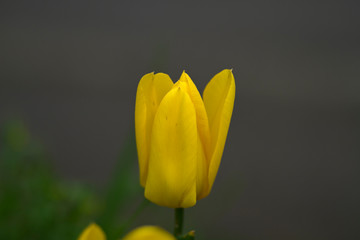 Schöne und Blühende Tulpe in der Natur