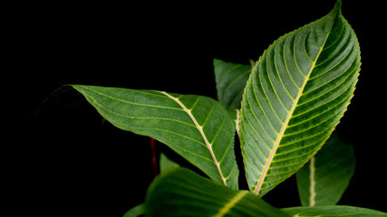 Obraz premium green fresh leaves branch on black background
